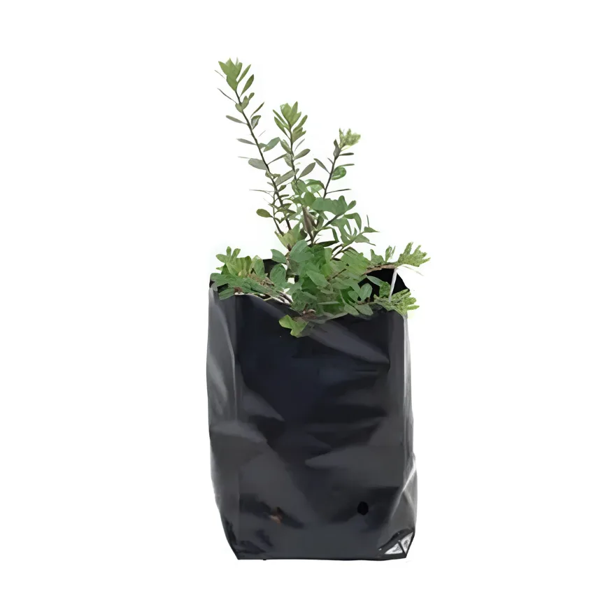 Polybag Bibit - MJMP Group